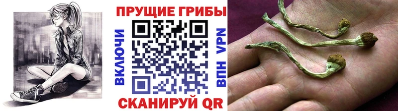 Псилоцибиновые грибы GOLDEN TEACHER  Купить где  Гулькевичи 